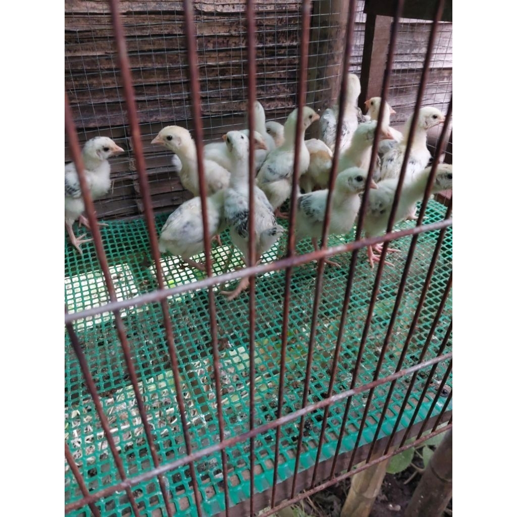 DOC Ayam ELBA PETELUR KAMPUNG
