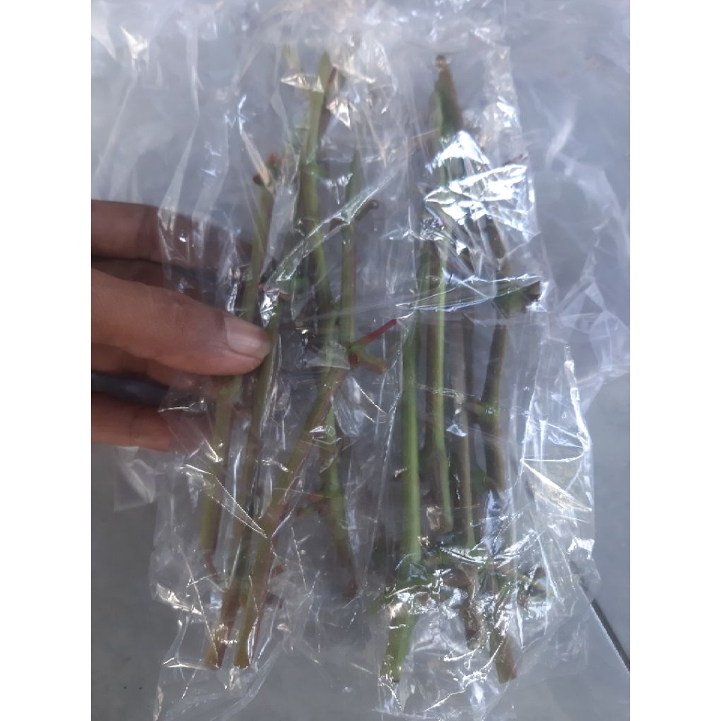 entres anggur import