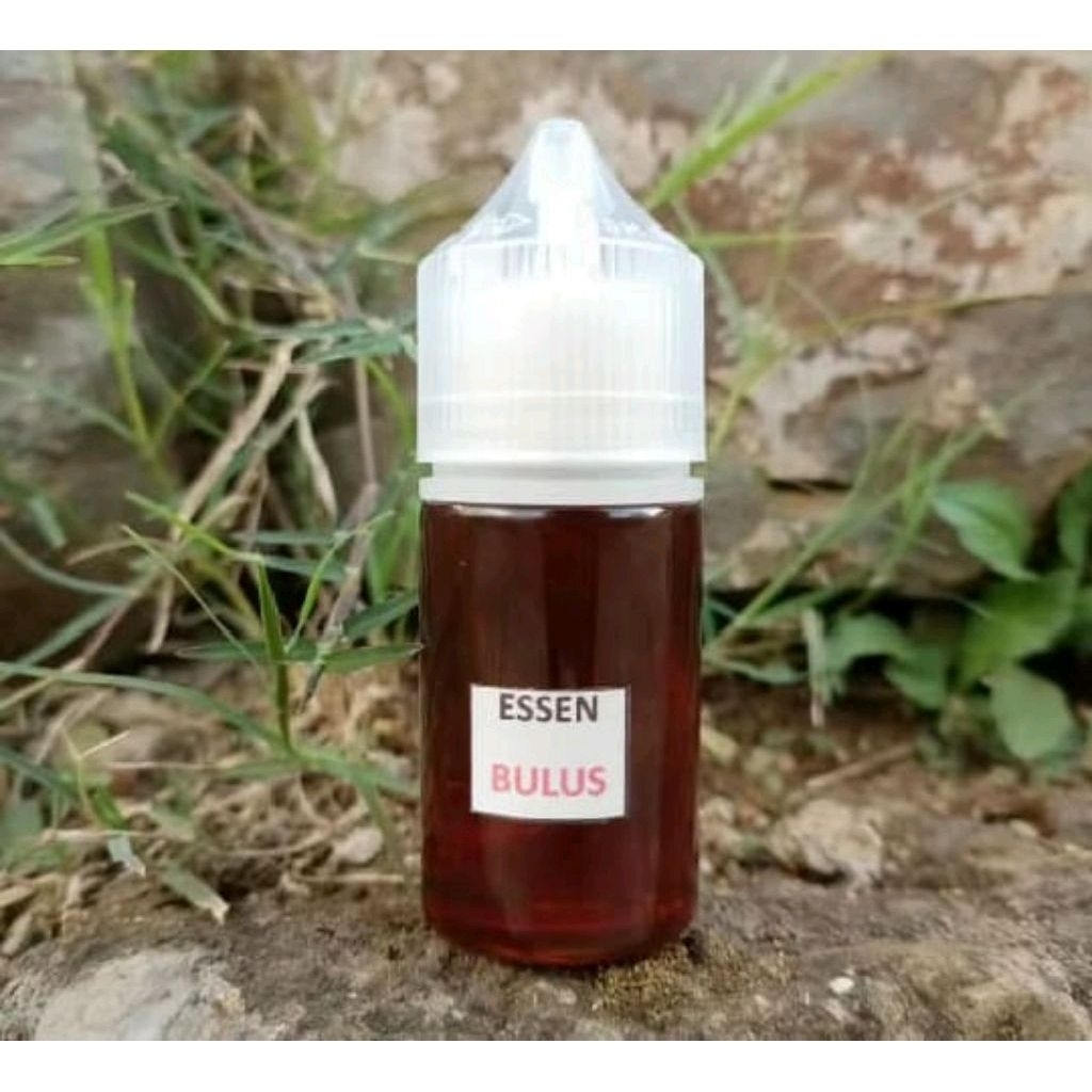 Esen bulus/biang essen bulus/essen gacor/essen jitu anti bocos//esen murni bulus//biang esen//esen i