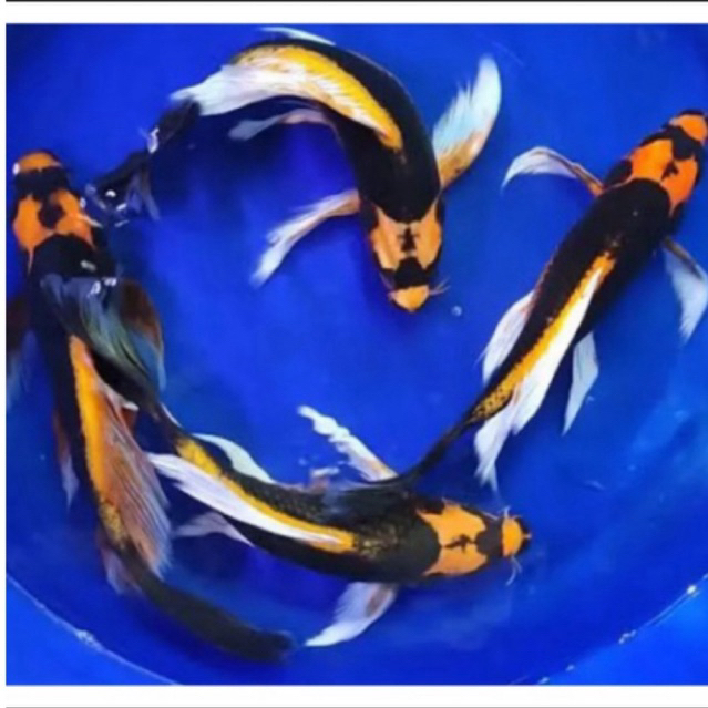 ikan koi kabuto slayer hiasan aquarium