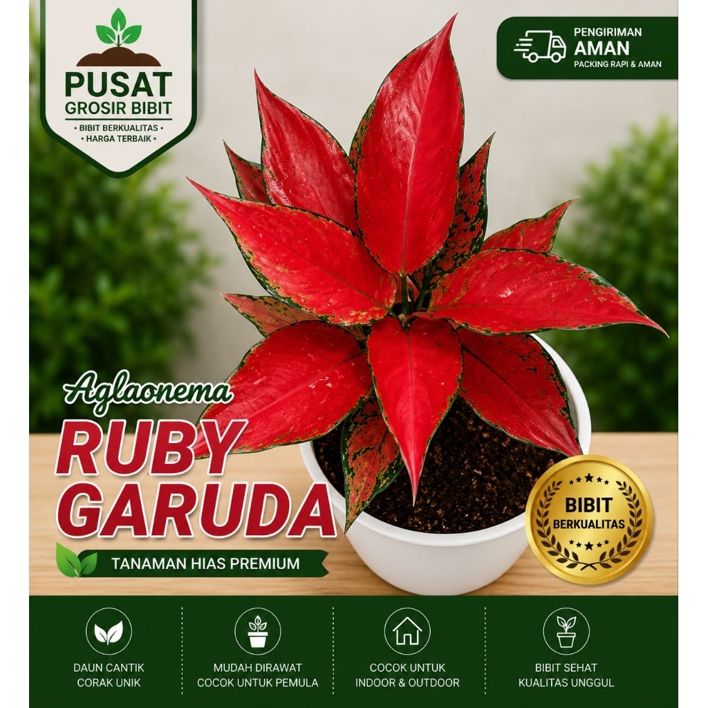 AGLAONEMA RUBY GARUDA RUMPUN