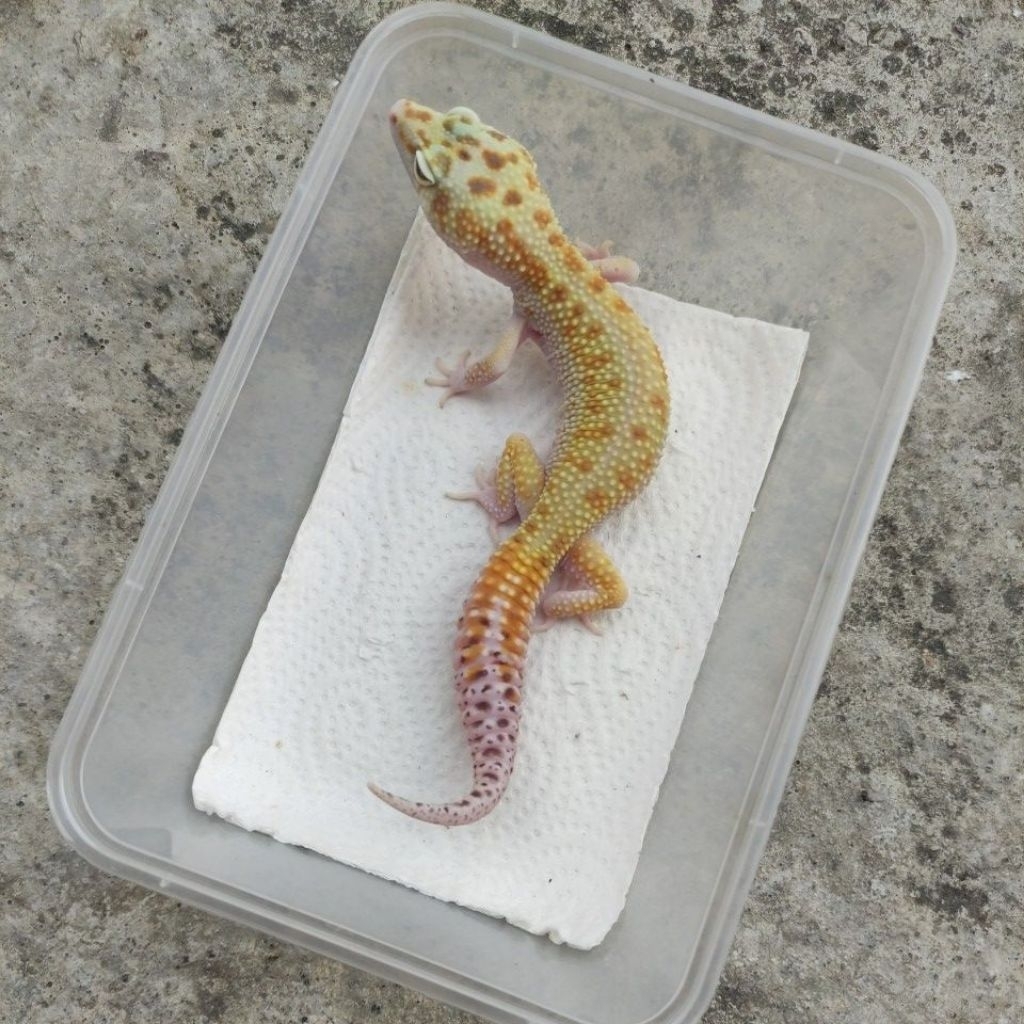 MAINAN ANAK GECKO DEWASA_ECLIPSE RS MALE