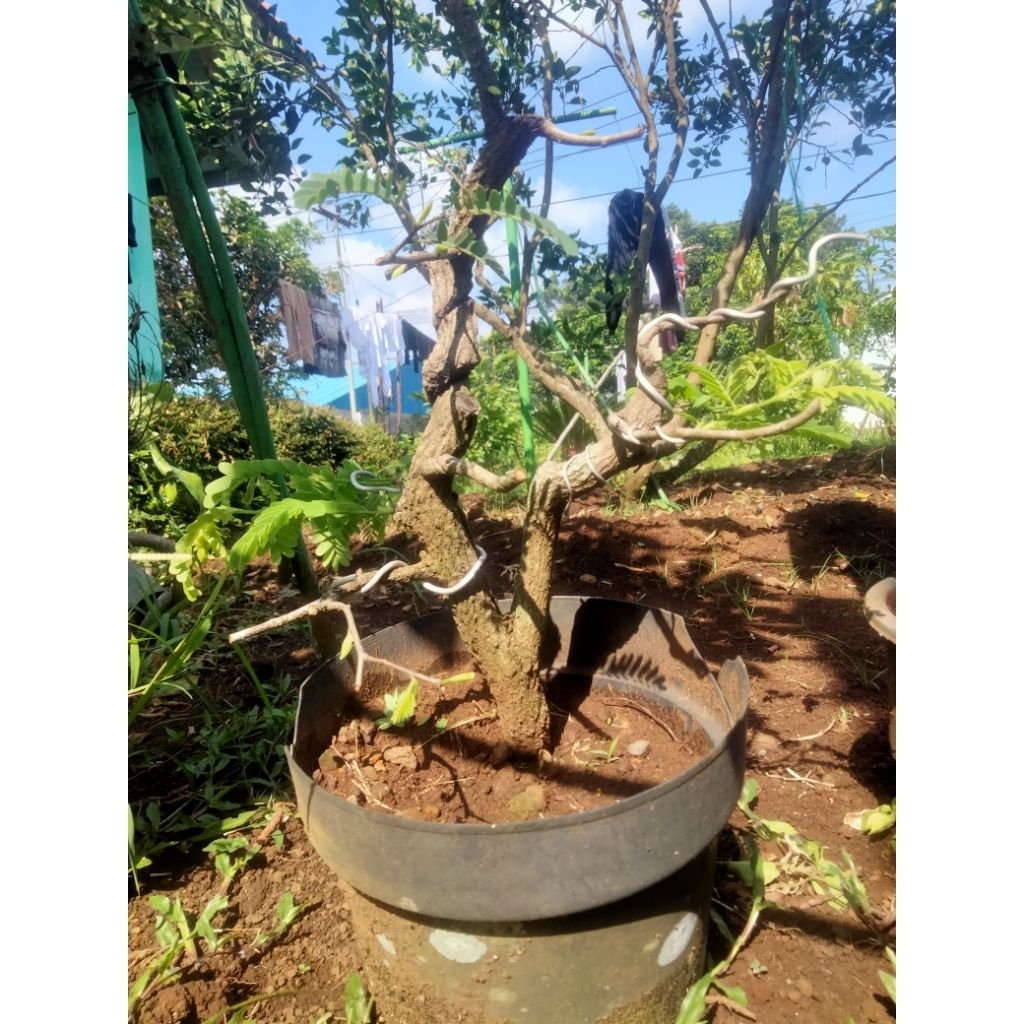 asam jawa bonsai