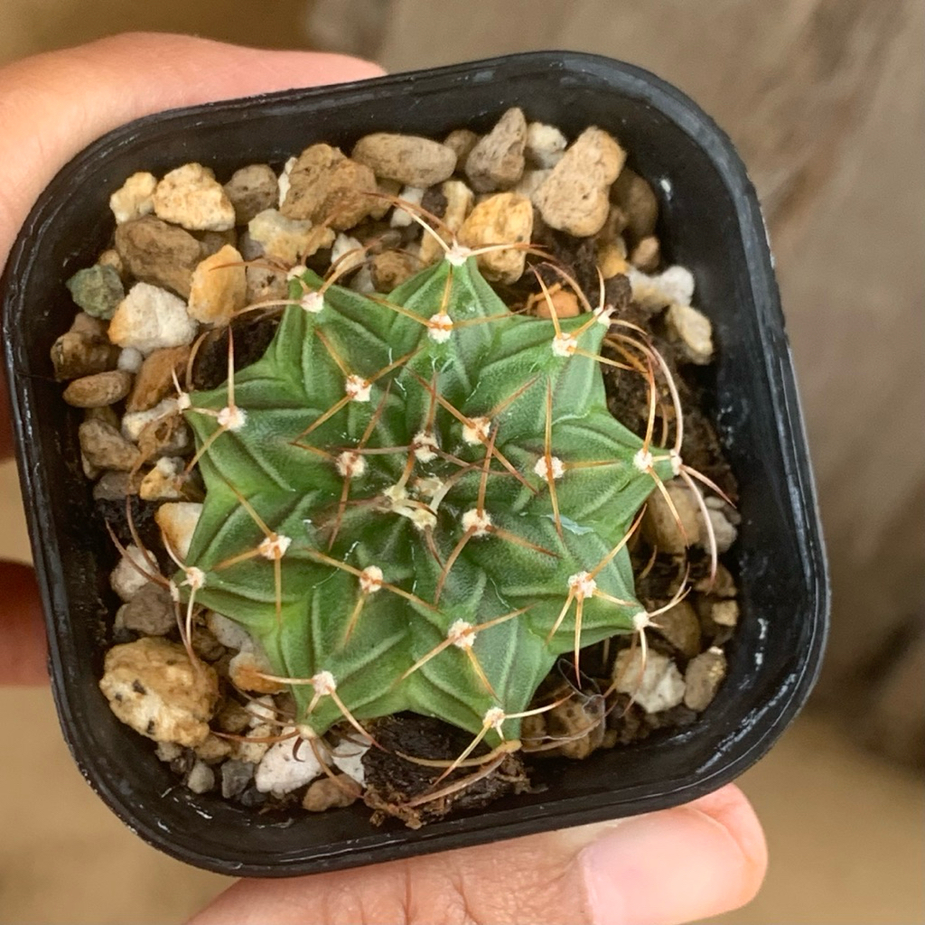 t04 seeding gymnocalycium mihanovichii hybrid lb miha mihanovichi kaktus tanaman hias hidup gurun ha