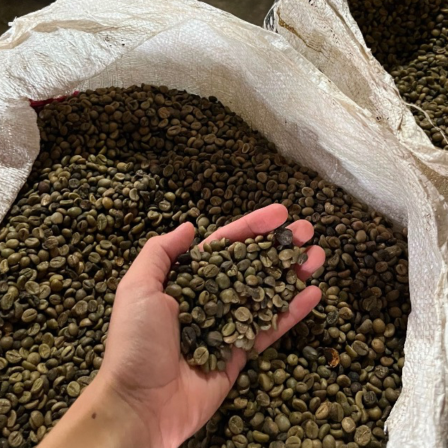 kopi robusta asalan