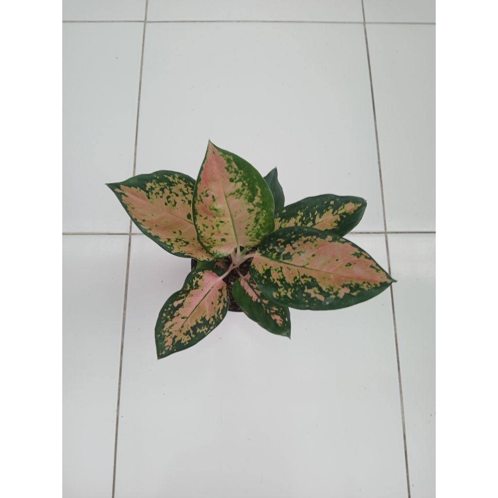 Aglaonema Kochin ebony