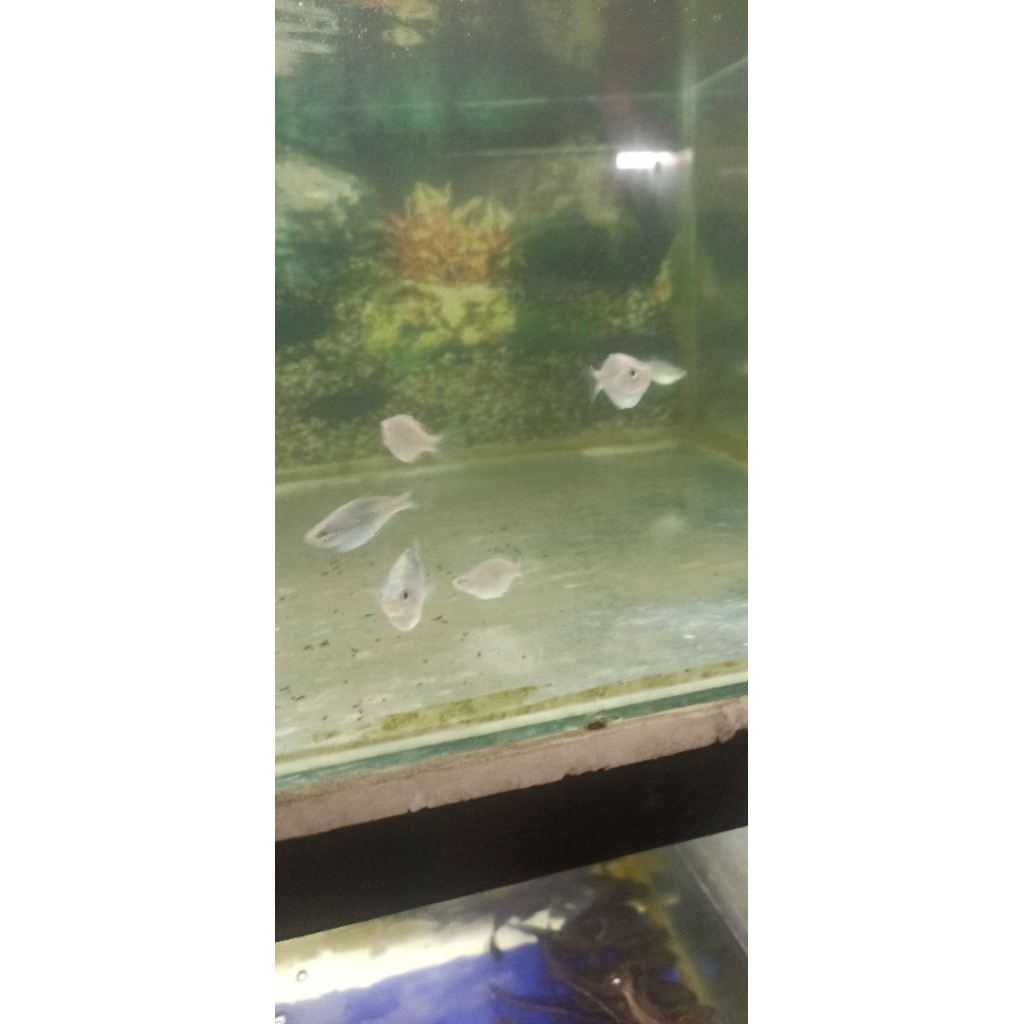 IKAN RAINBOW BOSEMANI SEMI BALON BETINA