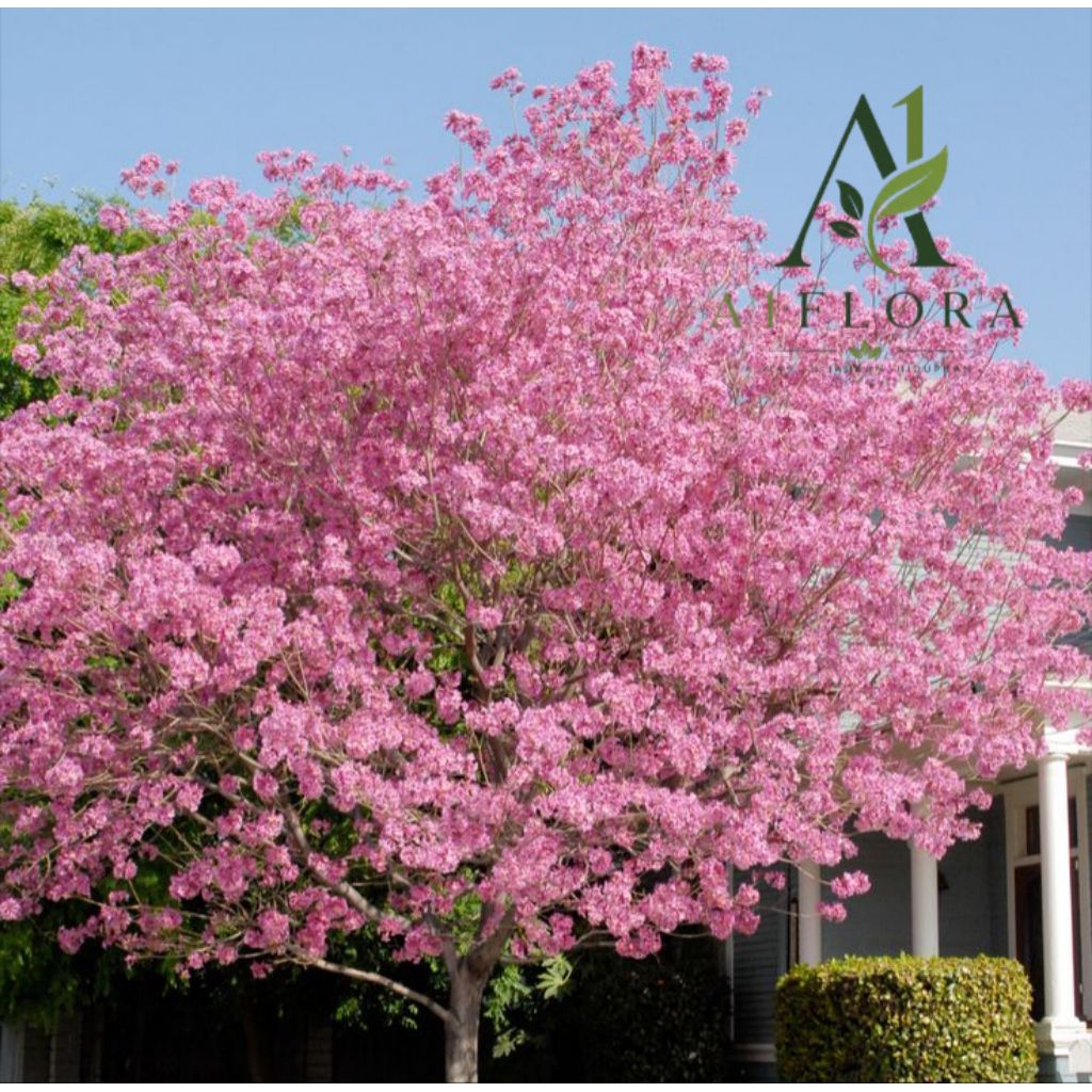 Tanaman Hias Tabebuya Rosea Bunga Pink - Pohon Tabebuya Rosea Bunga Pink