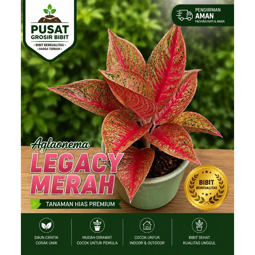 AGLAONEMA LEGACY MERAH