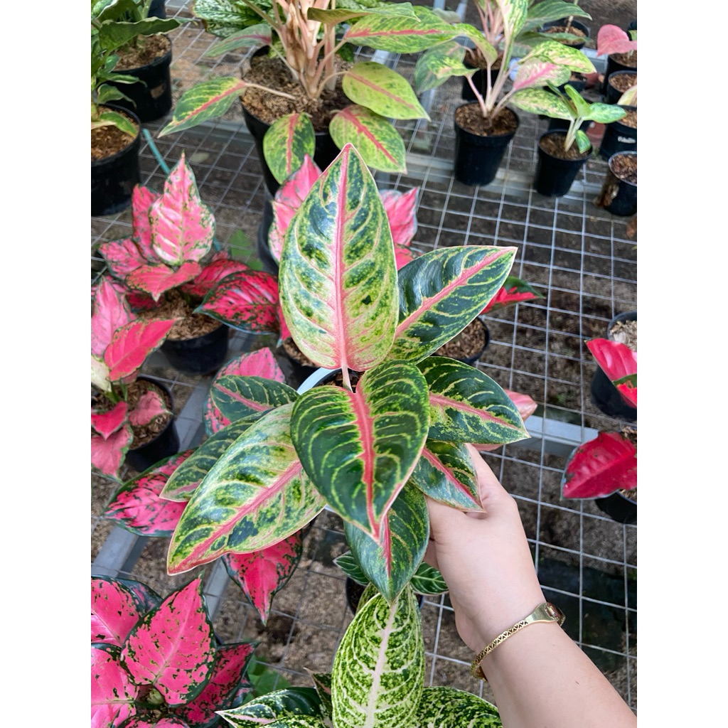 AGLAONEMA RED MOON