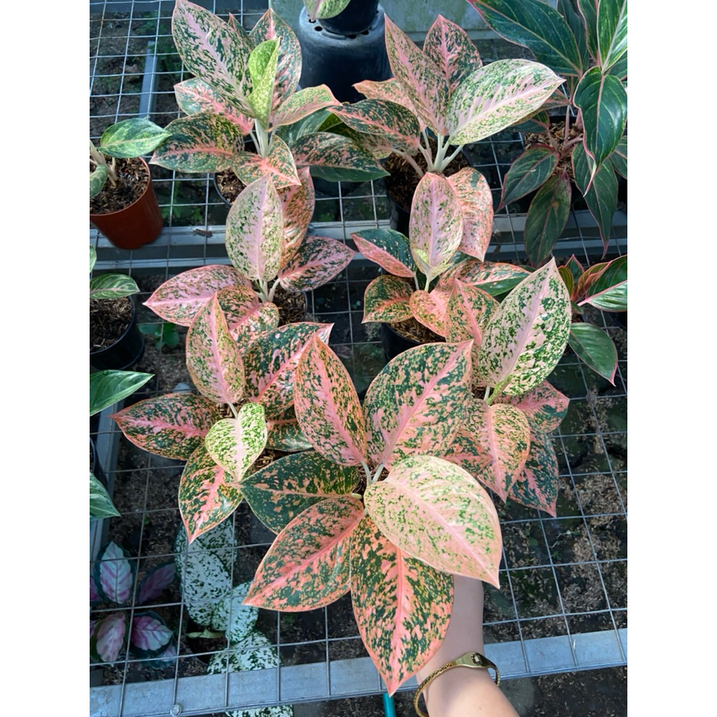 AGLAONEMA STARDUST ORANGE