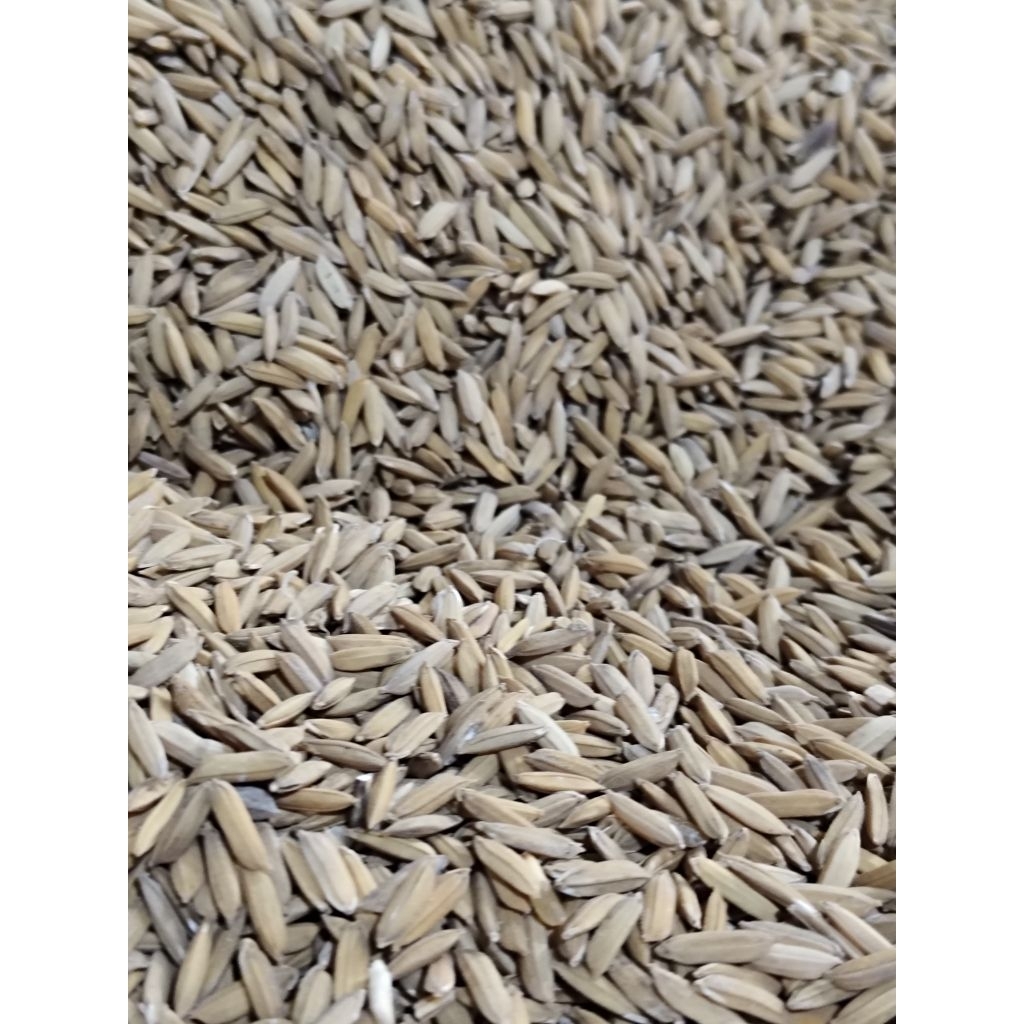 Padi Ayam/ Gabah Ayam (REPACK 1KG)