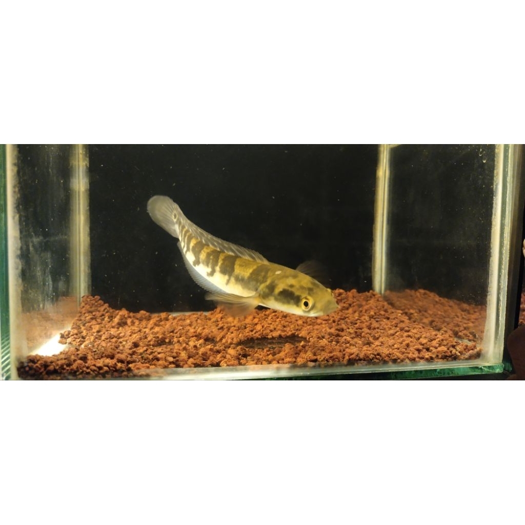 (Garansi 100%) Chana Maru 15-17cm