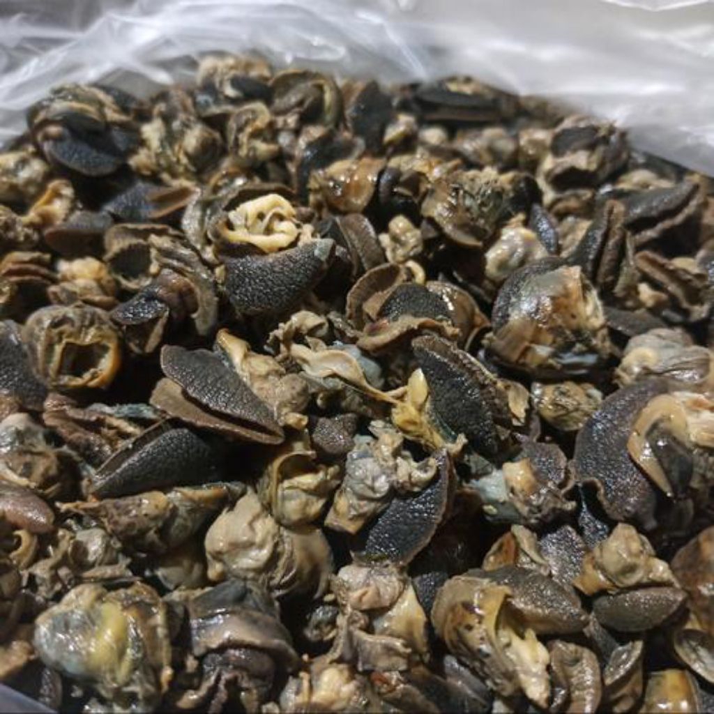 DAGING BEKICOT FRESH 1KG INSTAN TULUNGAGUNG