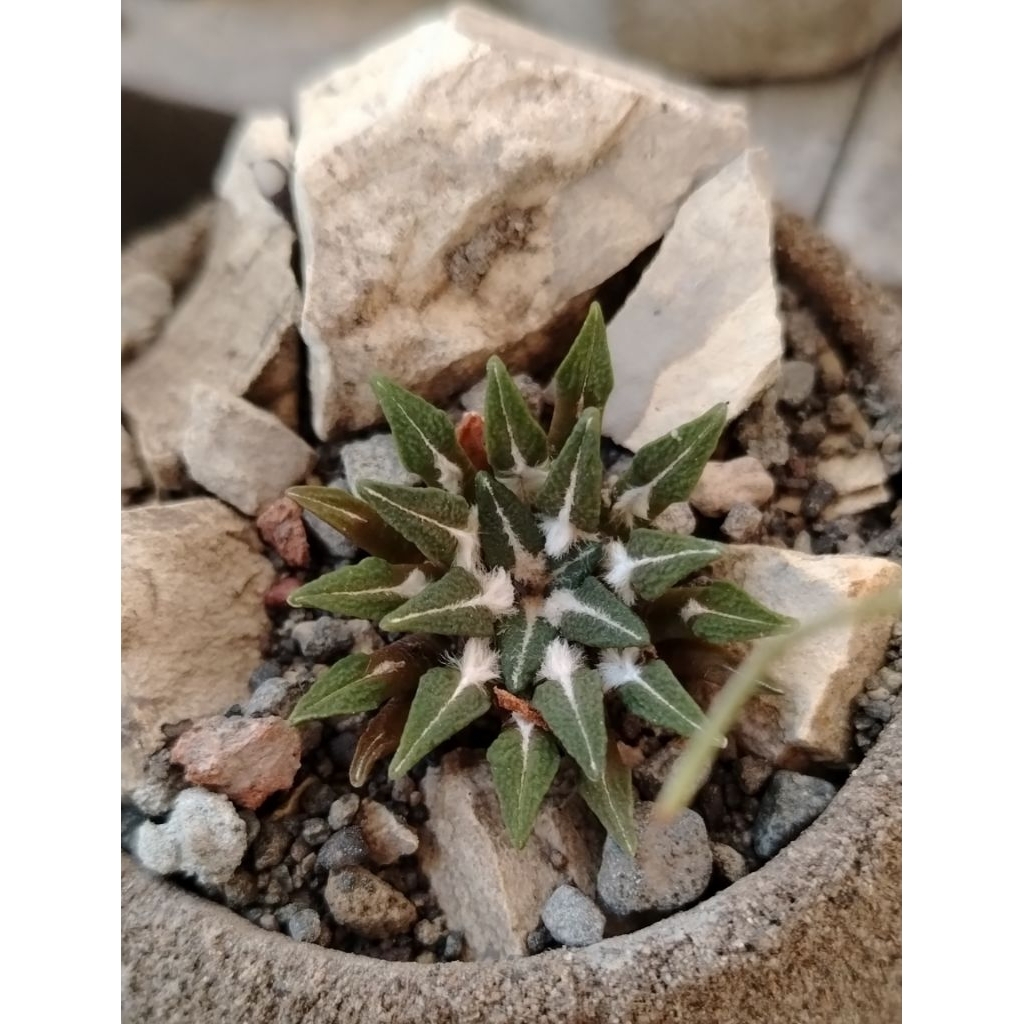 ariocarpus kotschoubeyanus kaktus