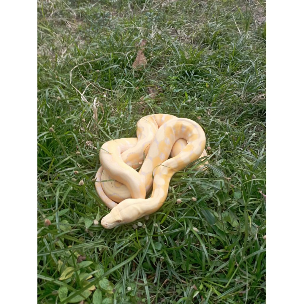 retic albino lavender (tidak berbisa)