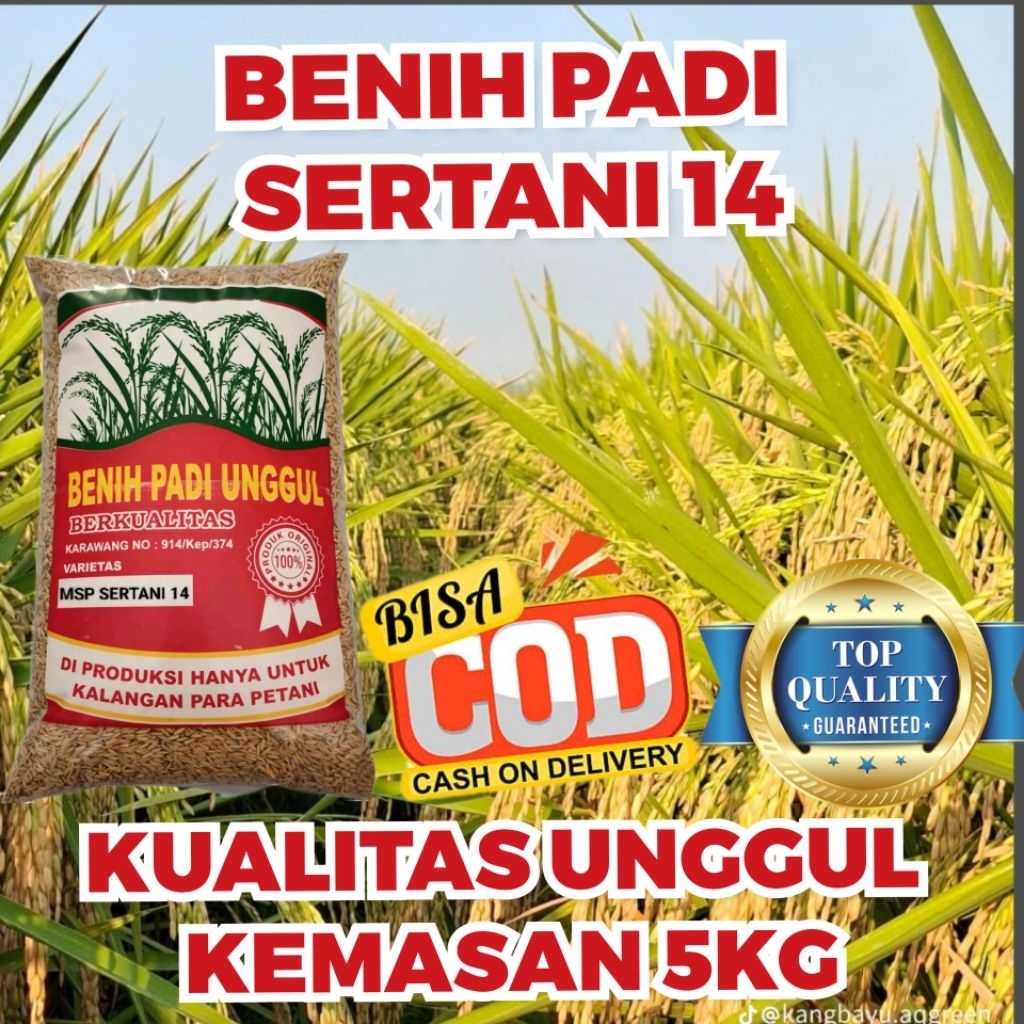 BENIH PADI MSP SERTANI 14 KUALITAS UNGGUL KEMASAN 5KG
