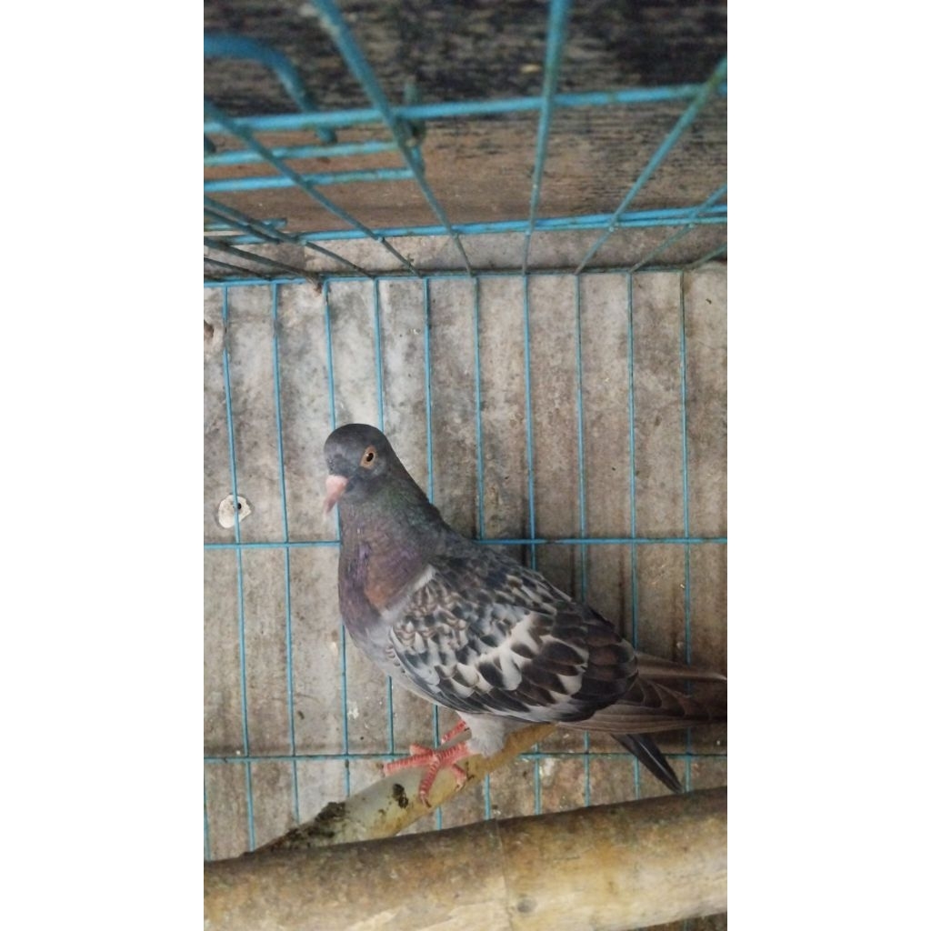 Merpati Betina