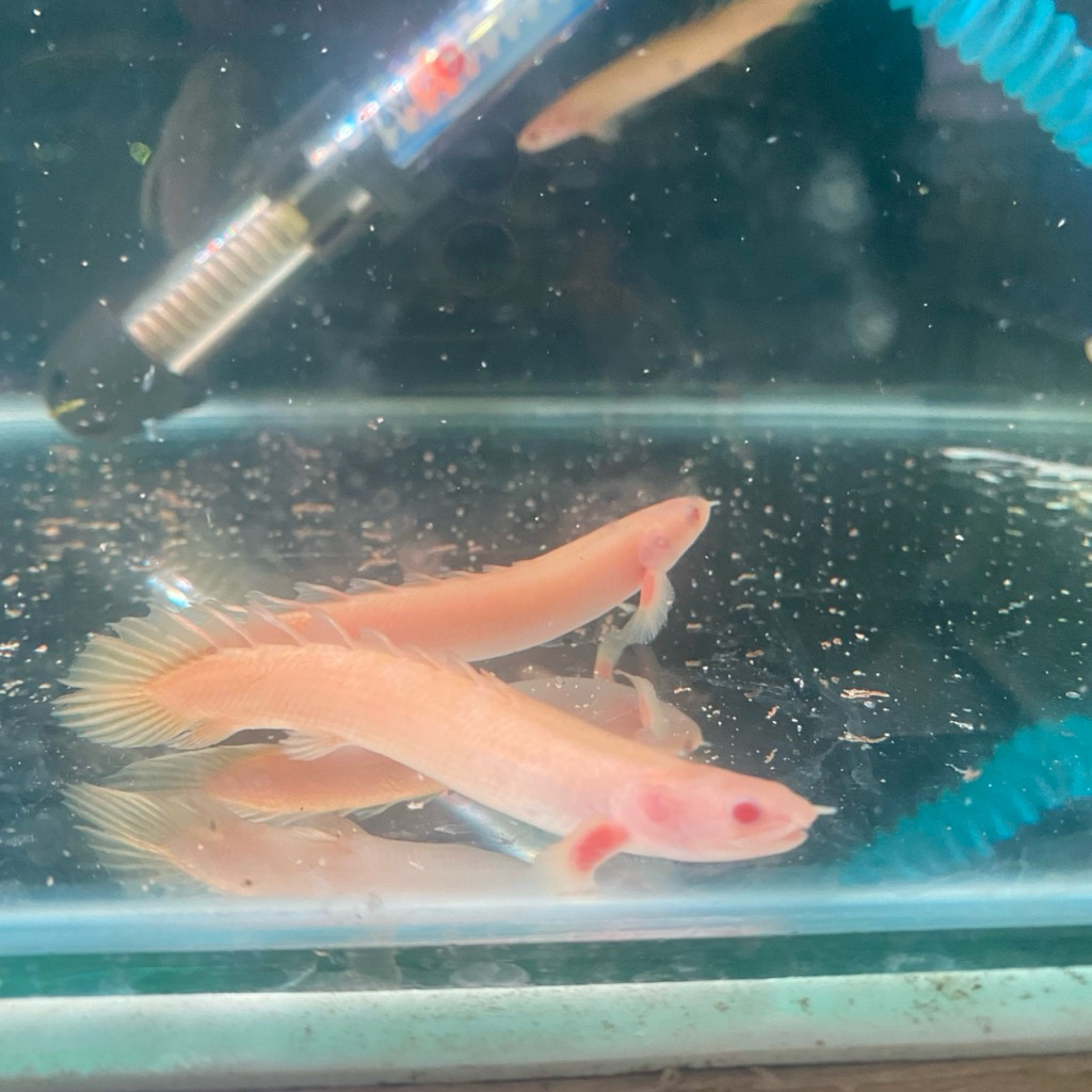 Dekorasi Aquarium Palmas Senegalus Albino size 9/10cm