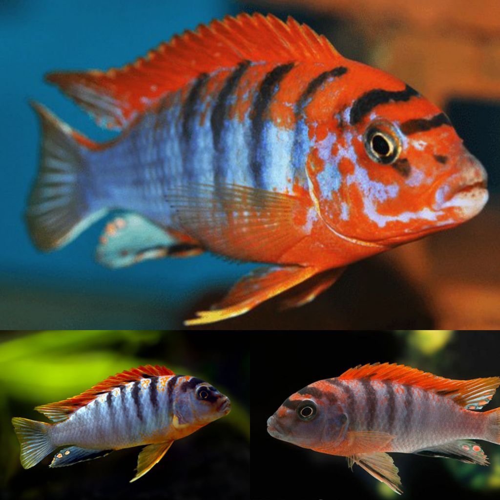 Red Top Hongi Cichlid Mbuna