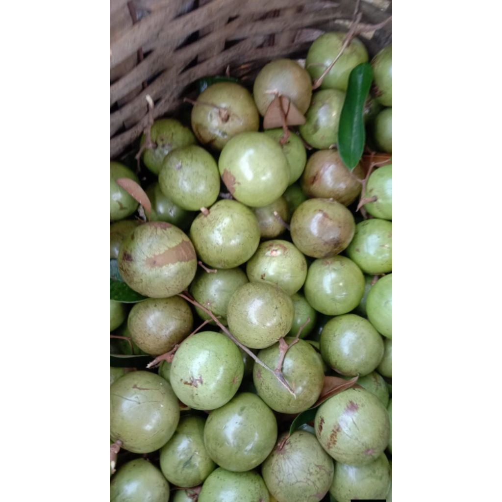 Apel Plotot / Kenitu / Apel Susu -+1kg