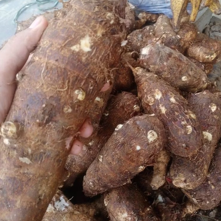 FRESH Umbi Enthek/Mbote/Talas Balitung Segar 1kg