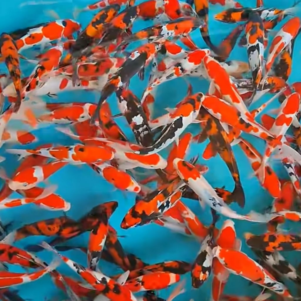 IKAN KOI BLITAR SUPER SUPER 3 EKOR UKURAN ±10CM