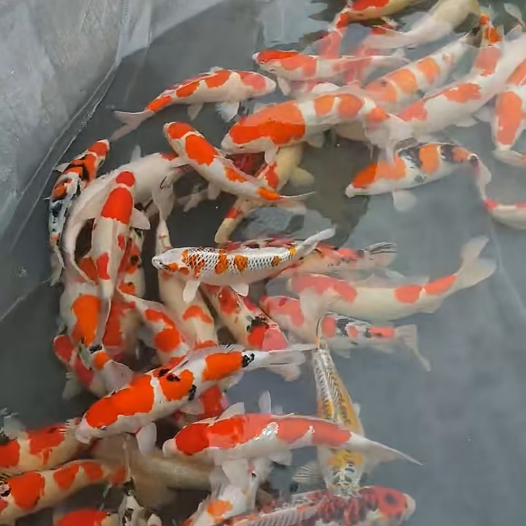 IKAN KOI 15-17CM ISI 5 EKOR