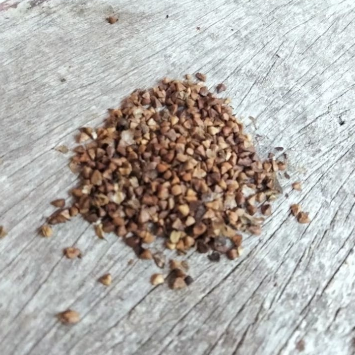 Buah inai/ biji inai /Daun inai