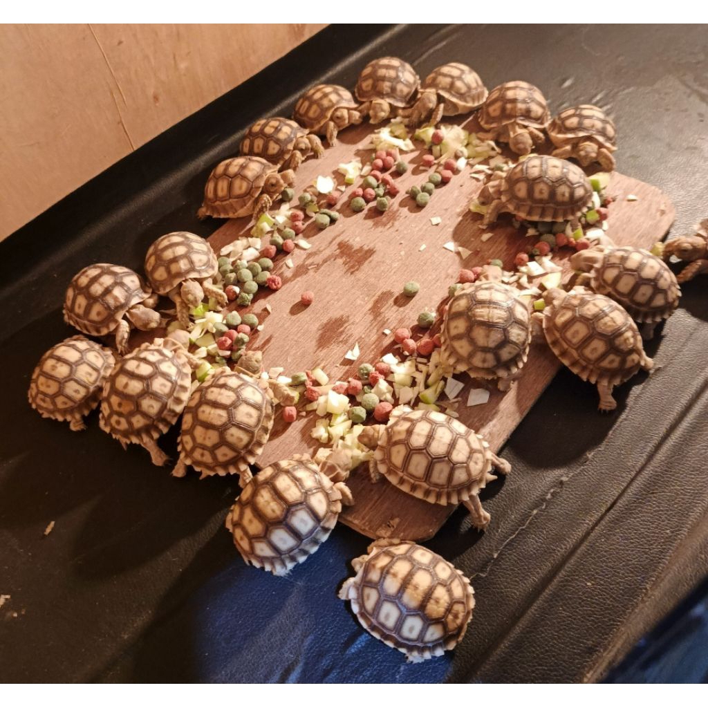 Pelet baby sulcata grade A Fast Grow