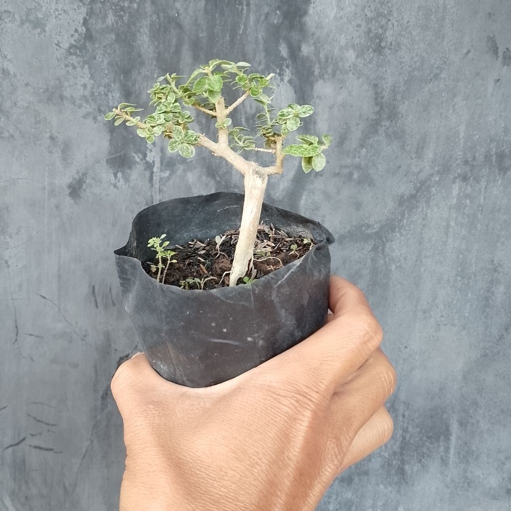 Bonsai ukuran shito mame sancang variegata