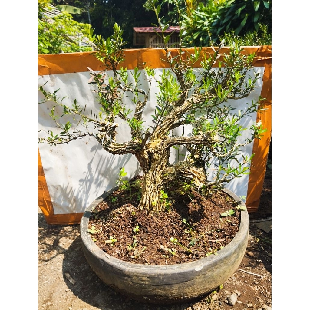 Bonsai boxus super Bonsai boksus tahapan