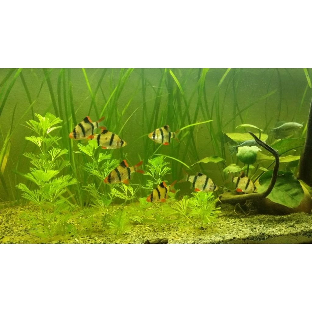 Sumatra barb ikan sumatra