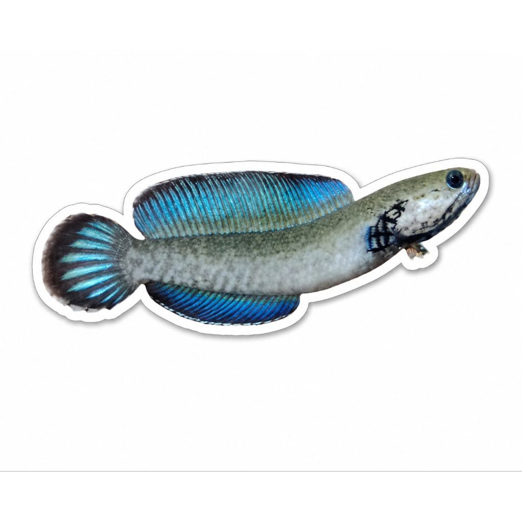 stiker Channa andrao 6-7cm