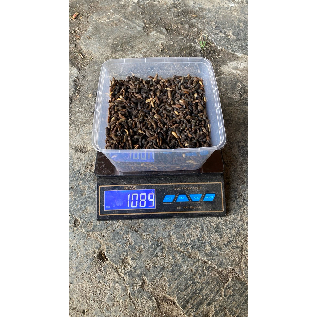 Prepupa Maggot BSF