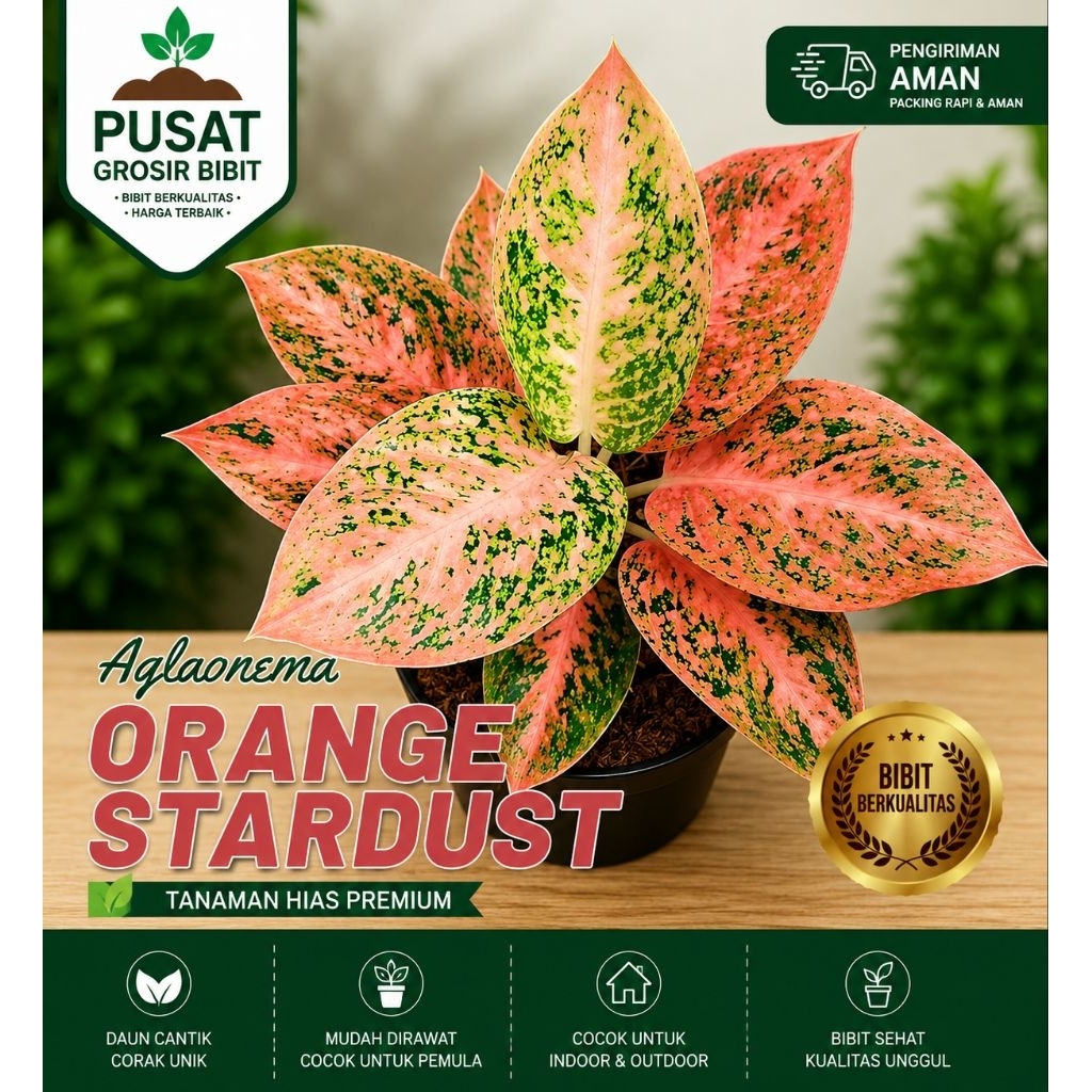 AGLAONEMA ORANGE STARDUST