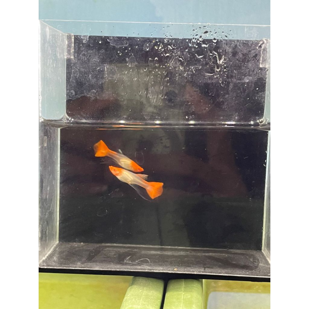 sticker albino koi betina ribbon