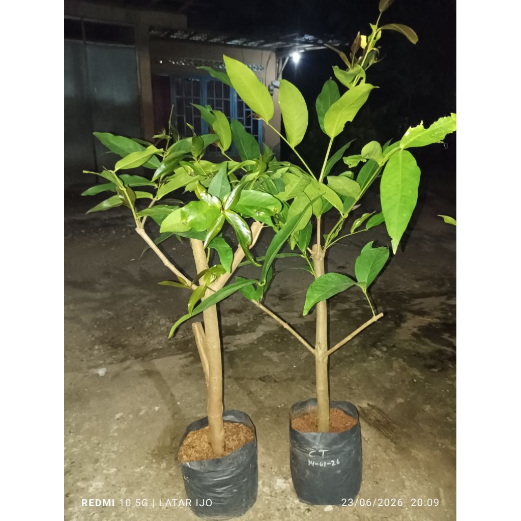 cangkok jambu cincalo tebu