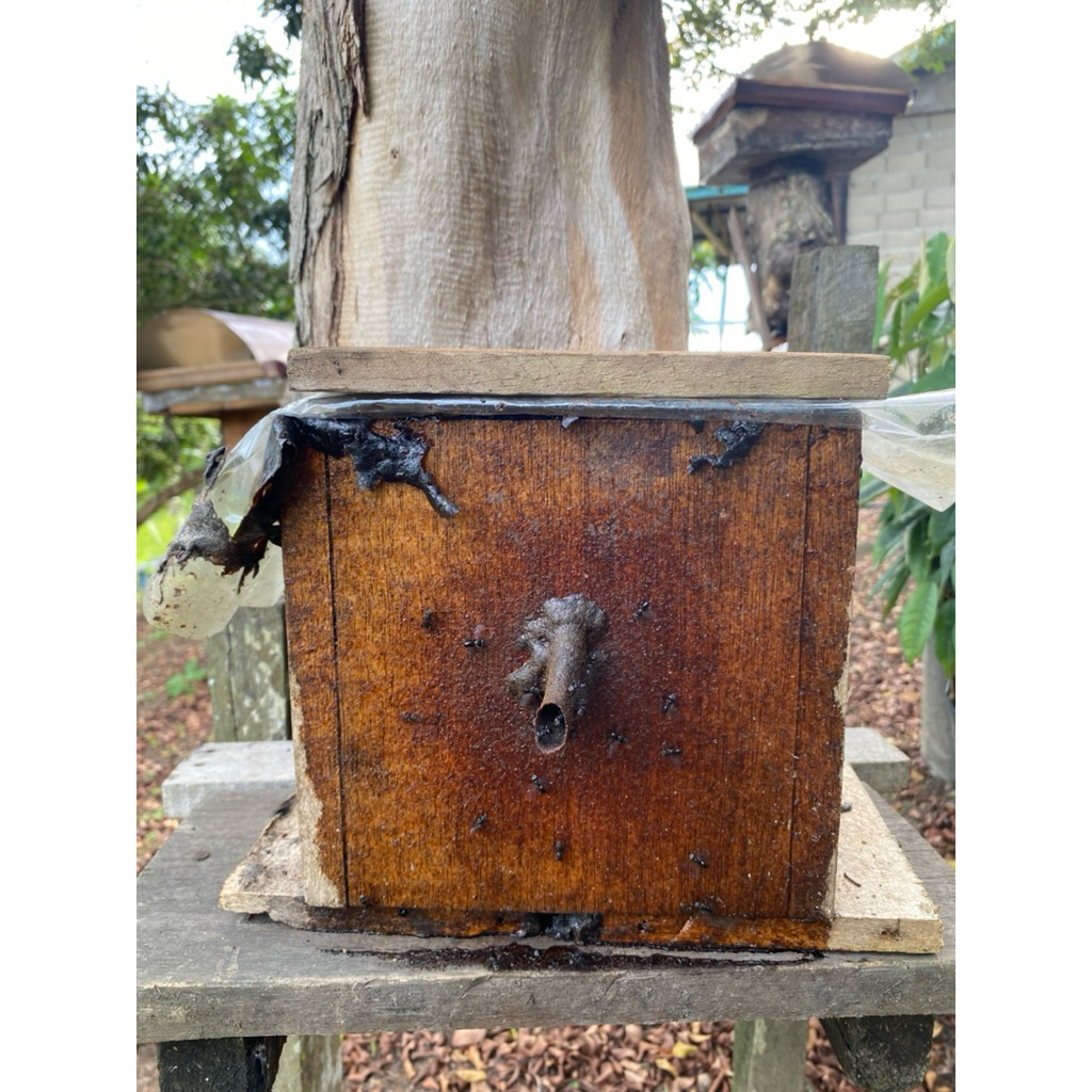 Bibit Lebah Trigona itama super