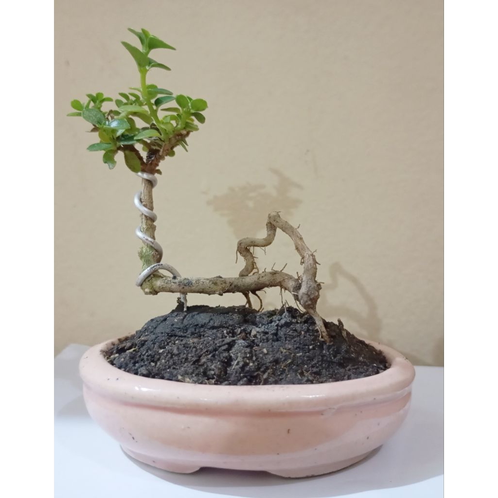 Bonsai Sancang Mini