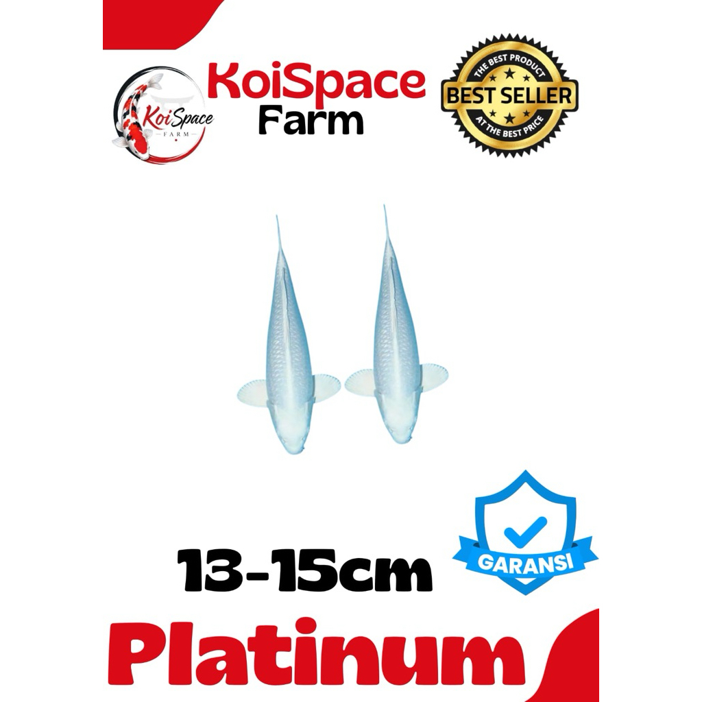 PLATINUM Koi Blitar Cantik sz 13-15cm