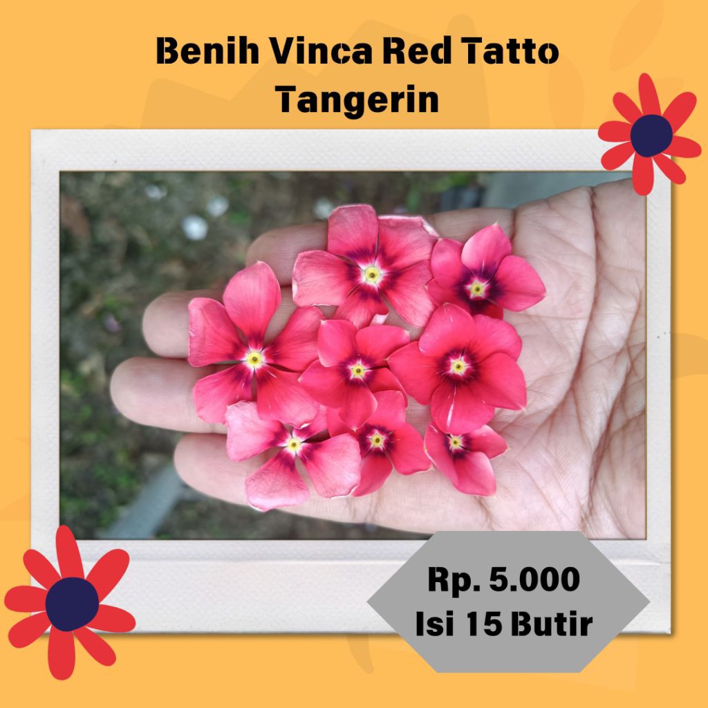 Benih / Biji Vinca Red Tatto Tangerin