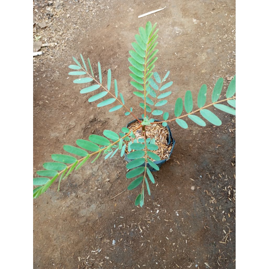 turi merah/tanaman turi/pohon turi merah