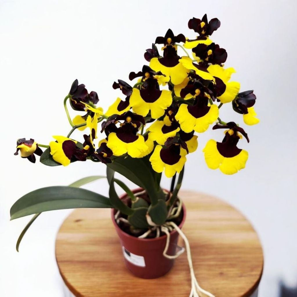 Anggrek Oncidium Shadow Moon - Anggrek Oncidium Berkualitas