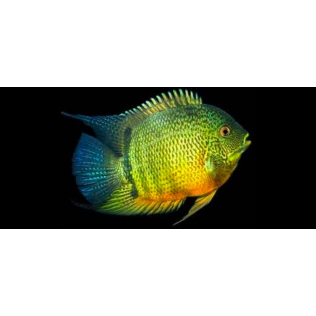 green,severum,American,chiklid