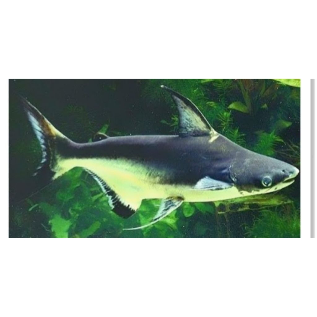 Hiu air tawar GK - hiasan dekorasi aquarium