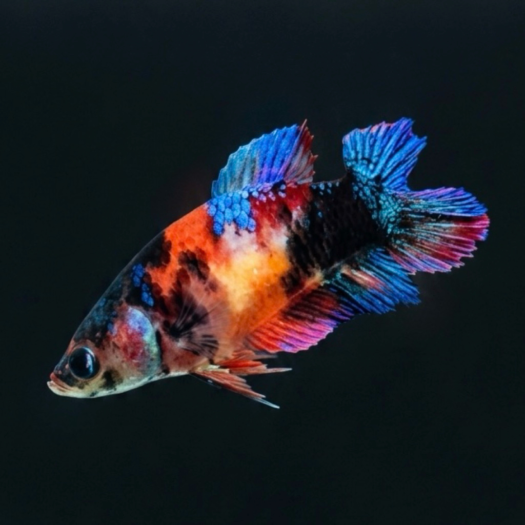 CUPANG / BETTA BETINA PKDT MULTI (REAL PIC)