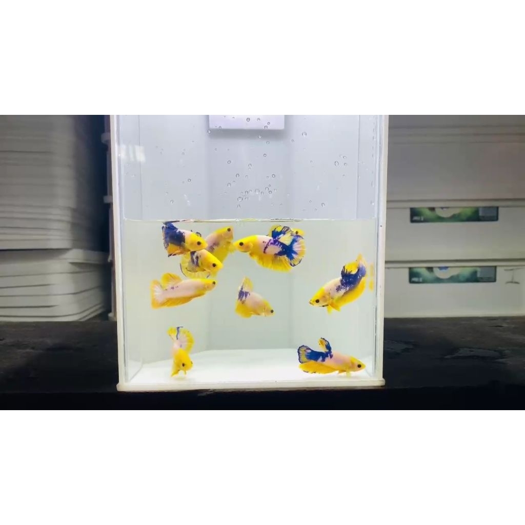 Poster Ikan Cupang Yellow FCCP