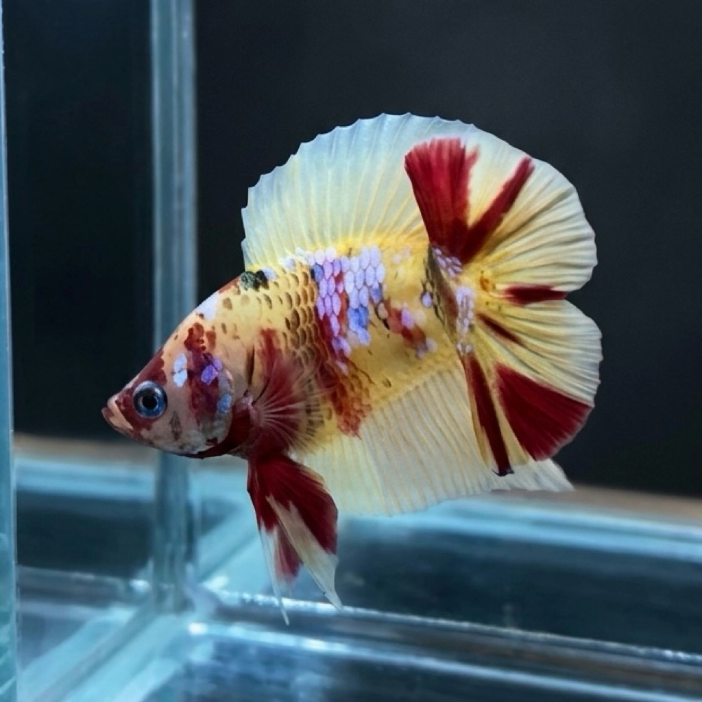 CUPANG / BETTA BONSAI PKDT YELLOW MULTI VIP LANGKA (REAL PIC)