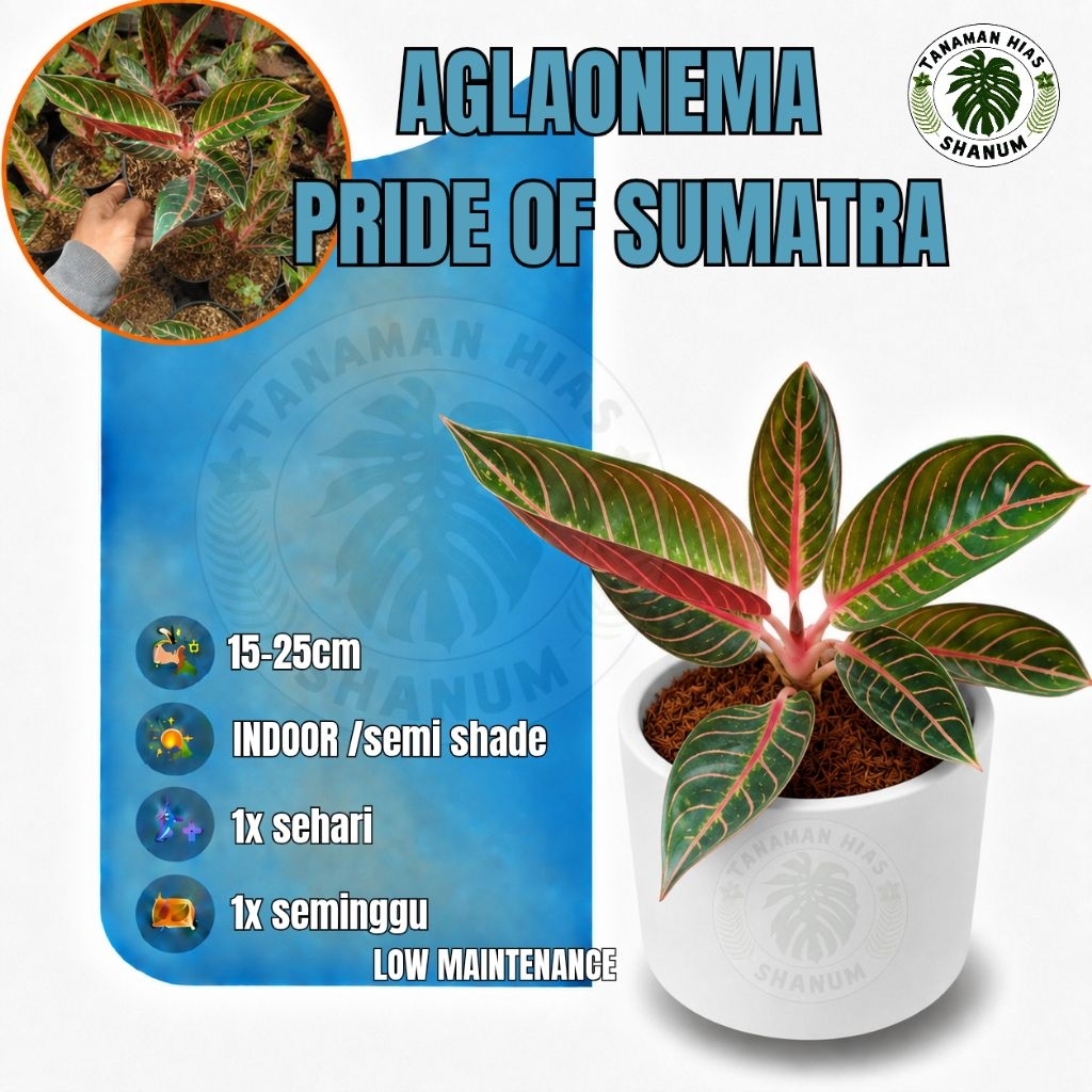 Aglonema red of Sumatra / aglaonema pride of Sumatra / POS - aglaonema / aglonema - tanaman hias can